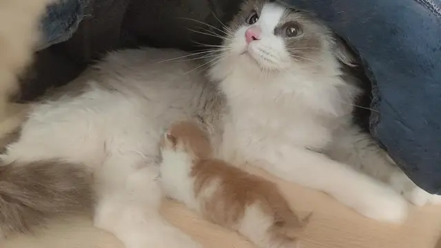 China Berhasil Kloning Kucing Dari Bahan Lokal