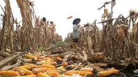 Para petani harian dipekerjakan untuk memetik dan mengumpulkan hasi panen jagung di lahan DMPA Kelompok Maju Tani Kecamatan Air Sugihan, Kabupaten Banyuasin, Sumsel (Liputan6.com/Nefri Inge)
