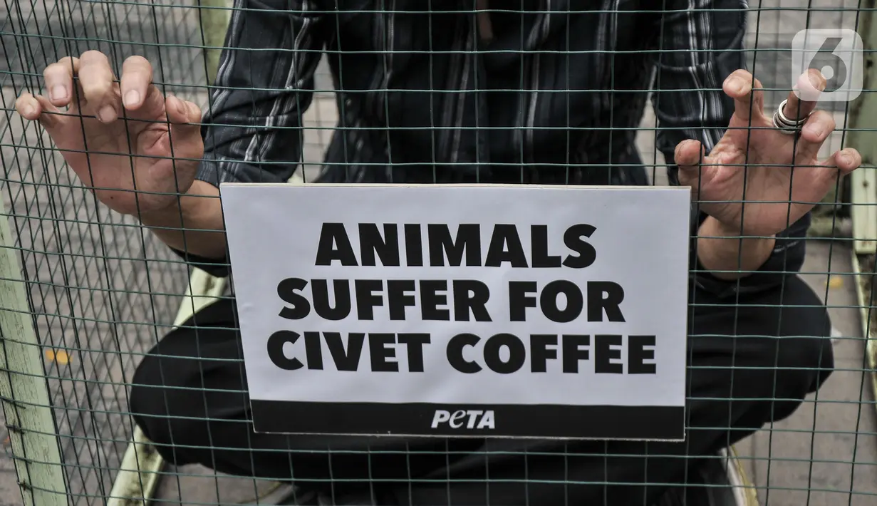 Aktivis People for the Ethical Treatment of Animals (PETA) mengurung diri di dalam kandang saat aksi teatrikal mengecam eksploitasi luwak untuk kepentingan produksi kopi di depan Kantor Kementerian Lingkungan Hidup dan Kehutanan (KLHK), Jakarta, Rabu (25/1/2023). Aktivis PETA mengurung diri di dalam kandang sebagai bentuk protes dan mendesak pihak berwenang melarang peternakan luwak untuk kepentingan produksi kopi. (merdeka.com/Iqbal S Nugroho)
