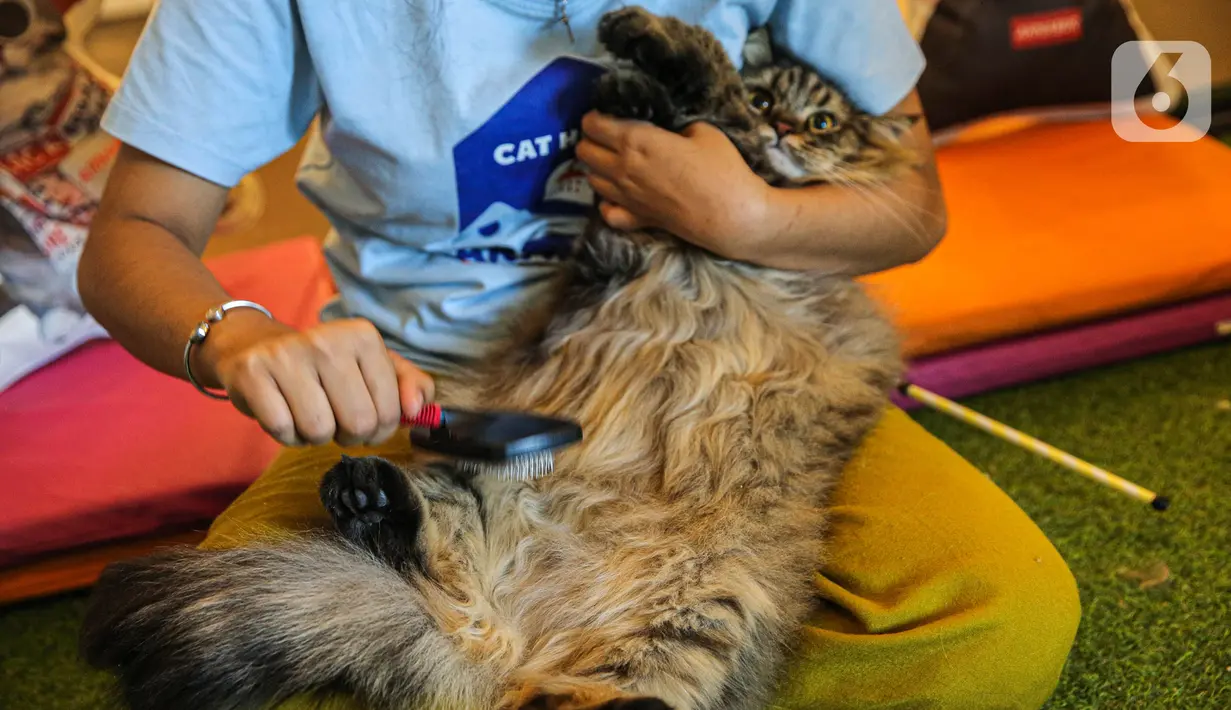 Karyawan menyisir bulu kucing di tempat penitipan kucing Arnamir. (Liputan6.com/Faizal Fanani)