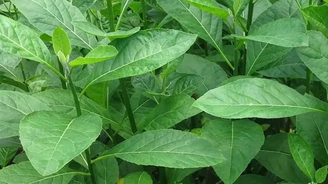 Pohon sambung nyawa