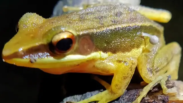 Tubuh Katak Ditumbuhi Jamur
