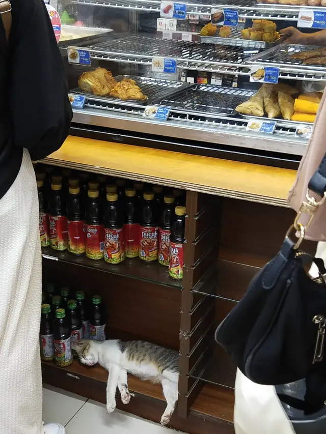 6 Potret Kucing Tidur di Supermarket Ini Kocak, Selalu Ada Saja Tingkah Lucunya