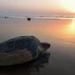 Penyu Olive Ridley kembali ke laut setelah bertelur di Pantai Rushikulya, 140 kilometer di sebelah barat daya Bhubaneswar, negara bagian Odisha, India, Jumat (23/2). Penyu Olive Ridley diklasifikasikan sebagai hewan yang rentan punah. (ASIT KUMAR/AFP)