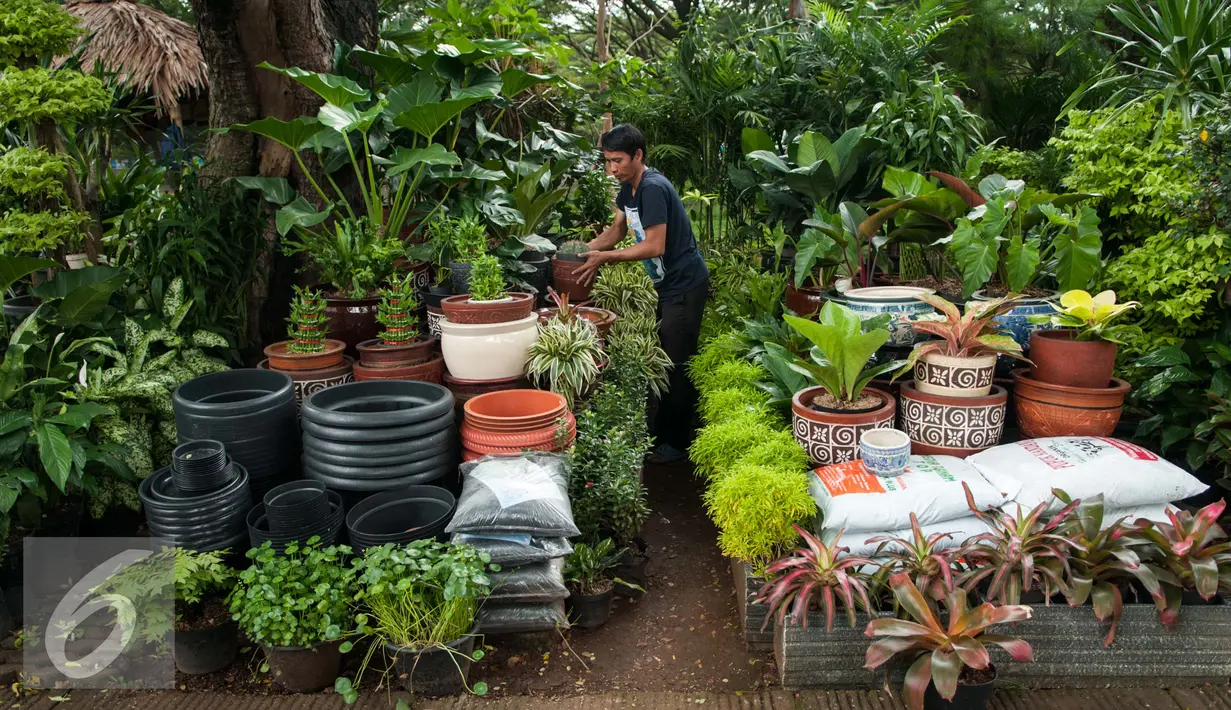 Pedagang merapihkan tanaman di lokasi penjualan tanaman hias, Kompleks GBK, Jakarta, Rabu (8/2). Sejumlah pedangang mengaku sepi pembeli usai direlokasi ke dalam Kompleks GBK tujuh bulan lalu. (Liputan6.com/Gempur M. Surya)