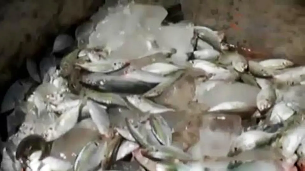 VIDEO: Polair Polda Sulsel Amankan 15 Ton Ikan Berformalin