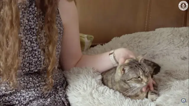 Kucing Dengkuran Paling Keras