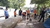 Tak Ada Angin Tak Ada Hujan, Pohon Besar Tiba-Tiba Tumbang Timpa Pelajar SMP Hingga Tewas