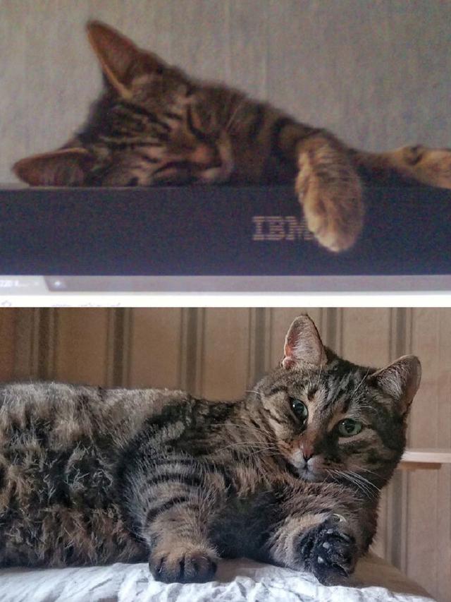 perbandingan hewan setelah dirawat manusia