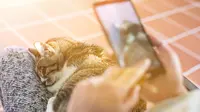 5 Alasan Kucing Senang Dipangku Manusia