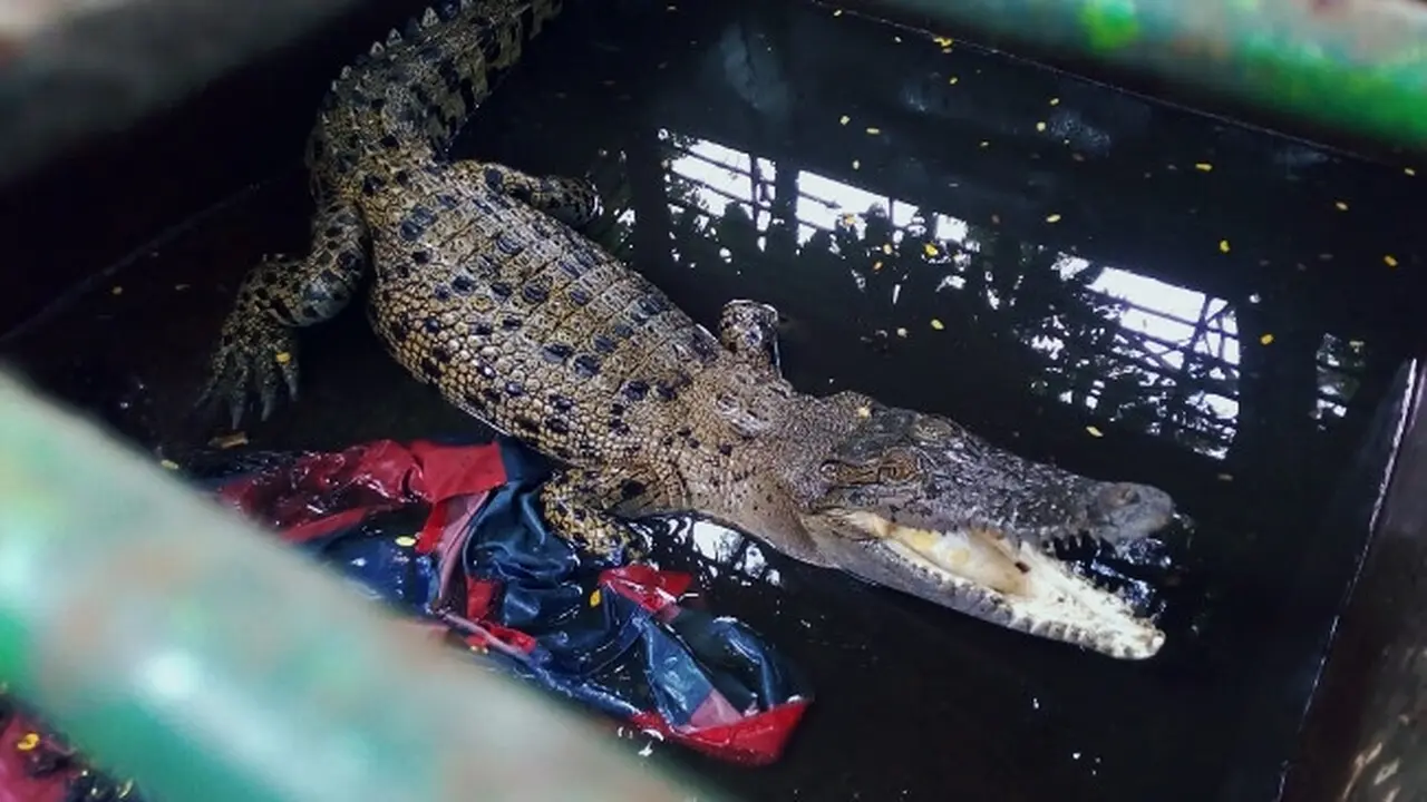 Buaya muara di Sungai Siak yang dievakuasi ke Kebun Binatang Kasang Kulim.