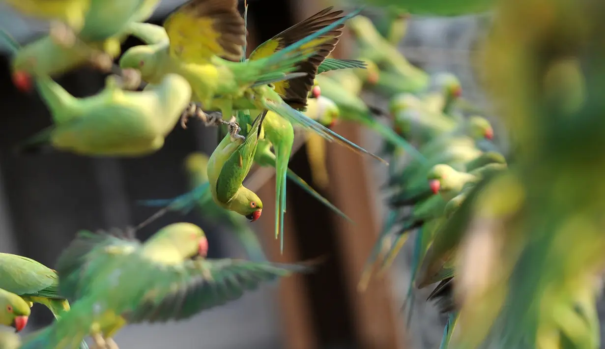 Burung-burung Parkit bertengger di rumah Joseph Sekar di Chennai, India, Jumat (17/3). Joseph Sekar telah memelihara sekitar 8000 burung parkit selama hampir 10 tahun. (AFP PHOTO / ARUN Sankar)