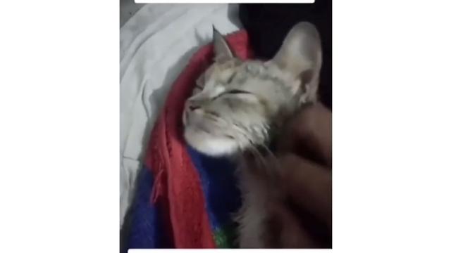 Kucing keracunan