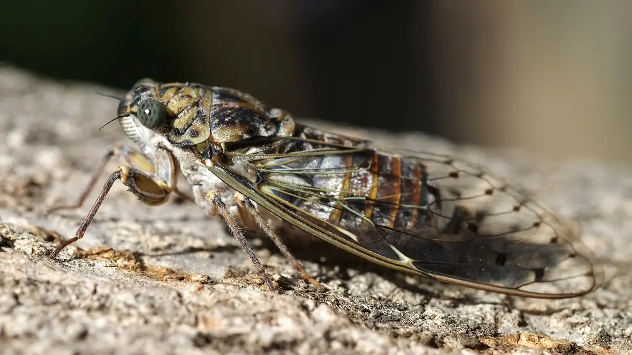 Ilustrasi Cicadas (AFP)