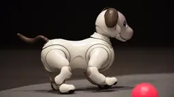 Bentuk robot anjing keluaran Sony yang ditampilkan saat konfrensi pers di Tokyo, Jepang (1/11). Menurut pihak Sony, robot Aibo baru ini dapat membentuk ikatan emosional dengan seluruh anggota keluarga yang memeliharanya. (AFP Photo/Kazuhiro Nogi)