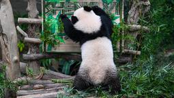 Panda betina Sheng Yi bermain dengan nama resminya di dalam kandang panda di Kebun Binatang Nasional di Kuala Lumpur pada 25 Mei 2022. Sheng Yi yang dilahirkan pada 31 Mei tahun lalu kini berada dalam keadaan sehat dan telah mencapai berat melebihi 27 kilogram. (AFP/Mohd Rasfan)