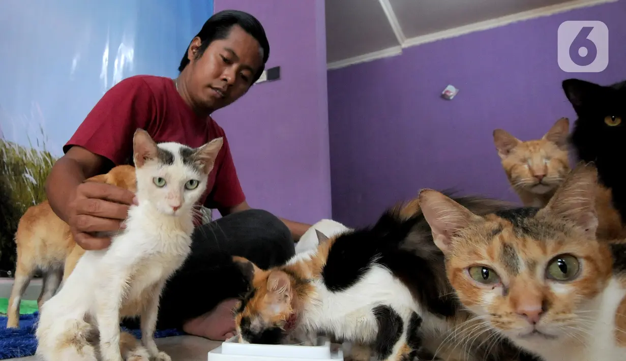 Bimbim bercengkerama dengan kucing-kucing disabilitas di Rumah Blendy untuk Kucing Disabilitas di kawasan Sawangan, Depok, Jawa Barat, Kamis (15/12/2021). Biaya pemeliharaan kucing disabilitas mencapai Rp 40 juta per bulan yang berasal dari subsidi silang usaha petshop. (merdeka.com/Arie Basuki)
