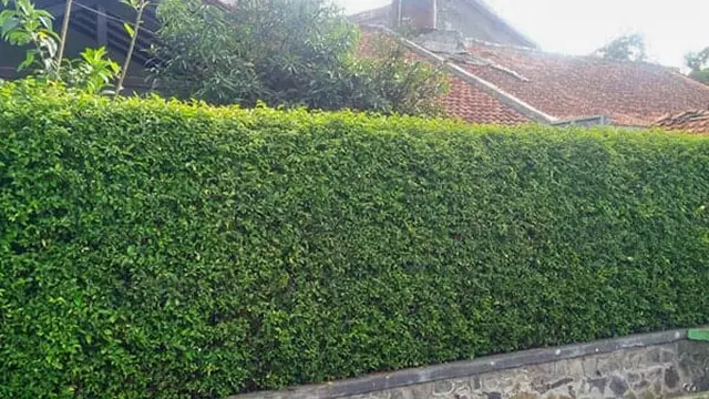 Pohon Hias Tinggi Ramping Cocok untuk Pagar Hidup di Halaman Rumah