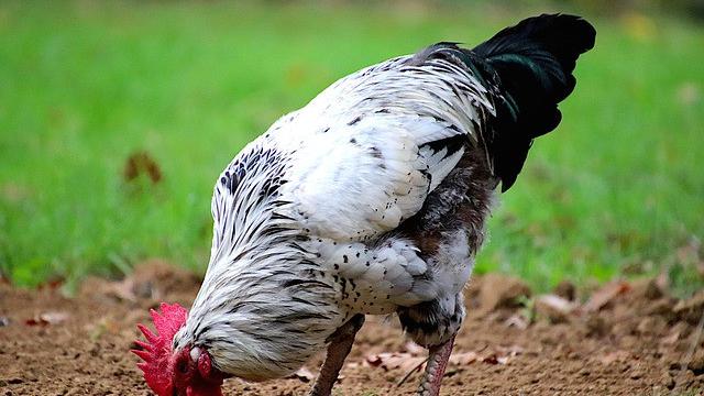 Ilustrasi ayam jantan