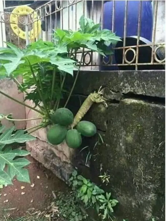 6 Momen Langka Buah Tumbuh di Tempat Tak Terduga, Bikin Heran