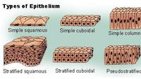 ilustrasi epitel  (sumber: Pixabay)