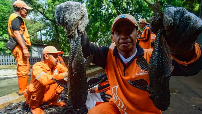Pemprov DKI Anggarkan Rp 250 Juta untuk Kajian Ikan Sapu-Sapu