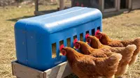 5 Ide Tempat Pakan Ayam Anti Tumpah dari Barang Bekas, Bikin Kandang Higienis