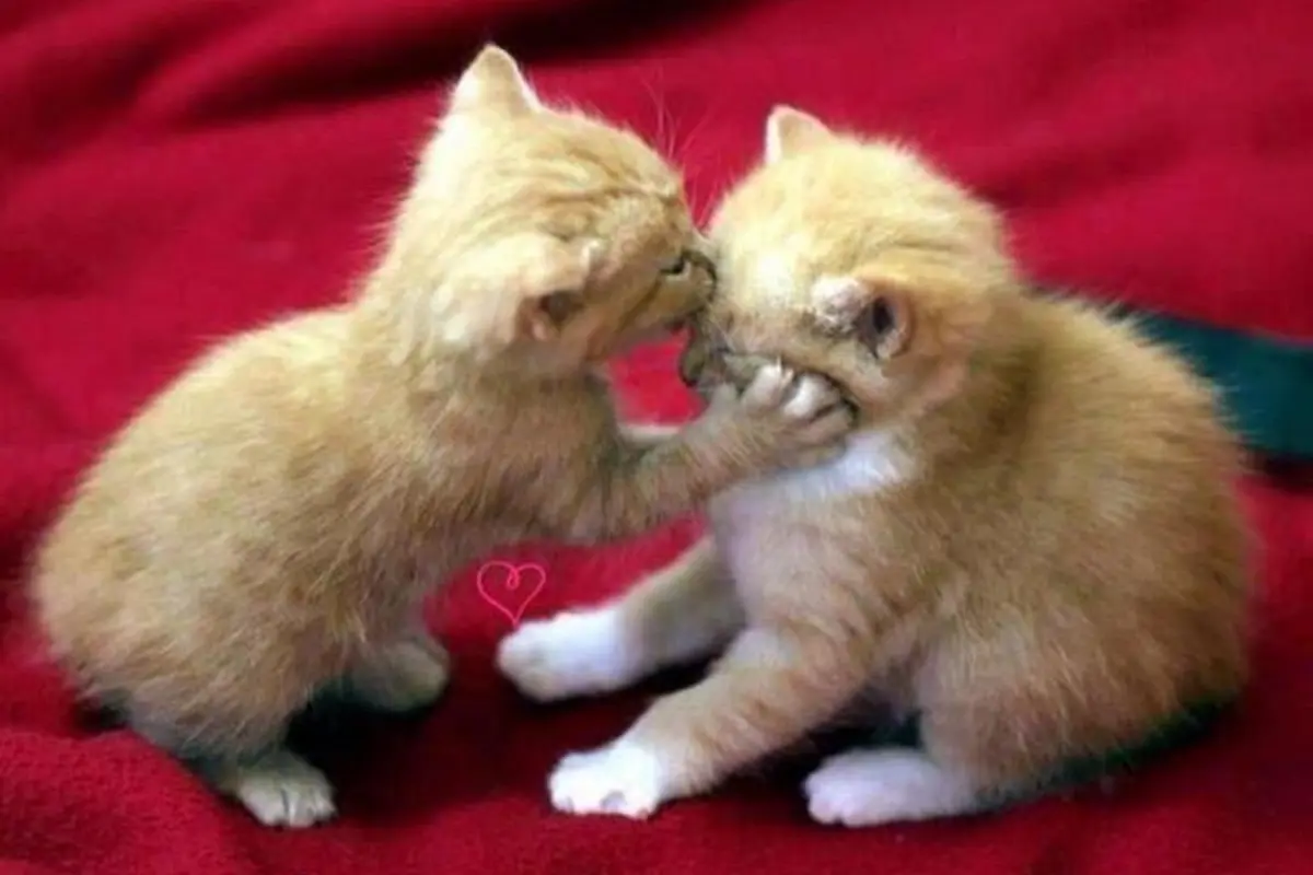 Begini Kalau Kucing Lagi Jatuh Cinta