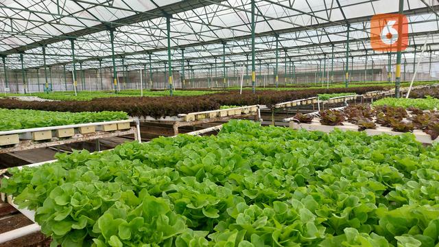 Hari Gizi Nasional 2025, Ninja Cold dan Amazing Farm Promosikan Pola Hidup Sehat di Indonesia