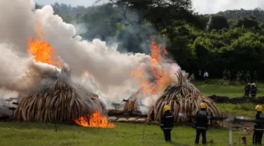 Petugas Damkar Kenya memantau pembakaran gading gajah di Nairobi National Park, Kenya (30/4). Petugas memusnahkan sekitar 105 ton gading hasil penyitaan dari penyelundup dan pemburu. (Reuters/Thomas Mukoya)