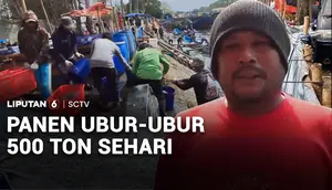 Panen Ubur-Ubur 500 Ton Sehari