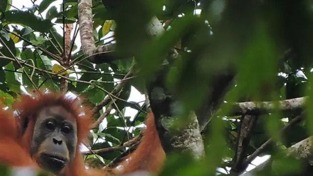 Orang utan