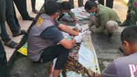 Tim BBKSDA Riau melakukan identifikasi terhadap harimau dibantai di Kabupaten Rokan Hulu. (Liputan6.com/M Syukur)