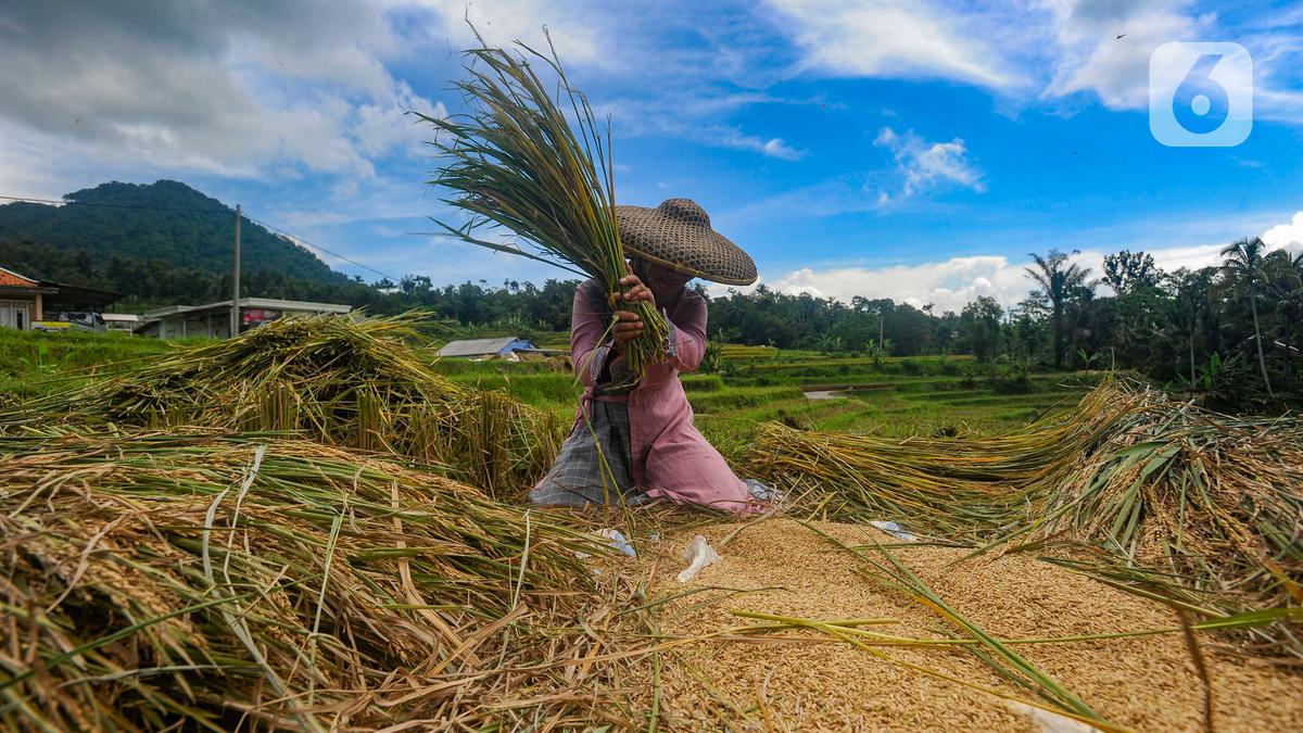 Harga Beras di Penggilingan Mulai Turun Berita Viral Hari Ini Selasa 21 Mei 2024