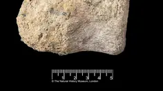 Fosil Dinosaurus Langka dari Antartika Ditemukan di Dalam Laci