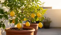 7 Cara Merangsang Lemon dalam Pot Biar Rajin Berbuah, Teknik Simpel Cepat Panen
