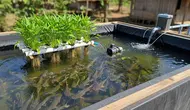 10 Tips Memanfaatkan Air Kolam Lele untuk Menyuburkan Kangkung di Rumah