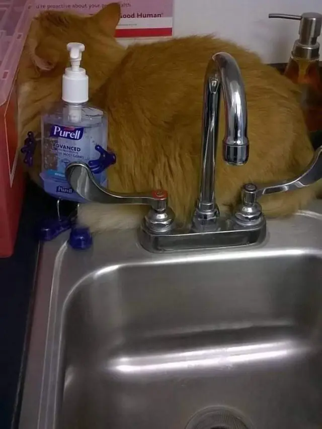 Enggak Habis Pikir, 8 Potret Posisi Tidur Kucing Oren Ini Bikin Tepuk Jidat
