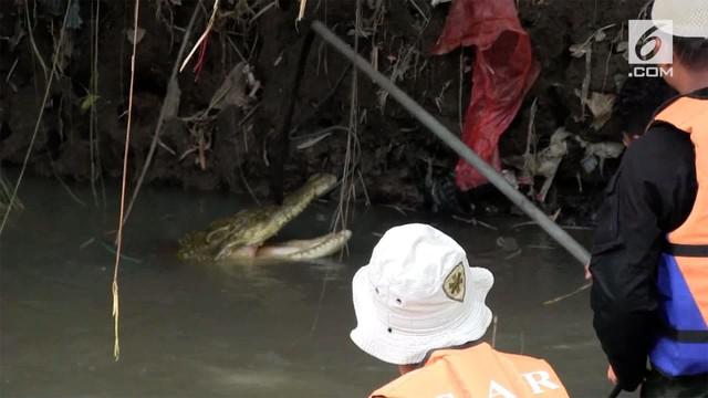 Buaya besar milik warga yang lepas di Sungai Sasak, Palur, Mojolaban, Sukoharjo, Jawa Tengah, akhirnya berhasil kembali ditangkap warga dan sar. Proses penangkapan berlangsung dramatis.