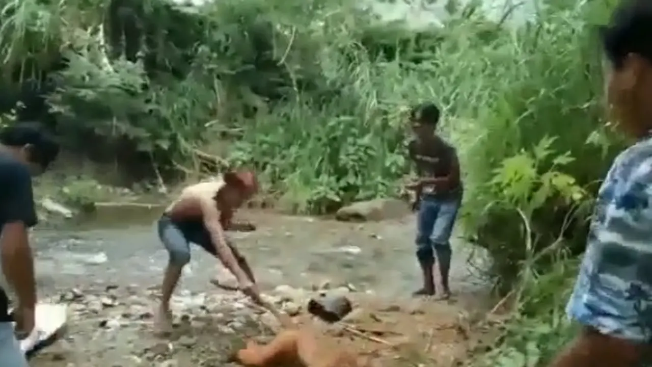 Tangkapan layar penyiksaan simpai yang viral di media sosial. (Liputan6.com/ ist)