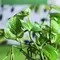 9 Tanaman Herbal Merambat untuk Pergola Kayu, Estetik dan Kaya Manfaat