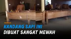 Sebuah kandang sapi berukuran besar dan terdapat ruang tamunya hingga berkeramik.