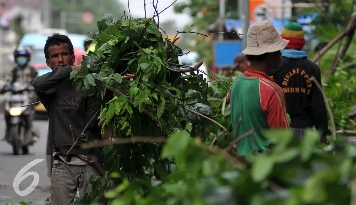 Petugas Dinas Pertamanan Jakarta Timur merapihkan pohon tua beresiko tumbang di kawasan Jatinegara, Jaktim, Selasa (5/1/2016). Antisipasi pohon tumbang di musim penghujan, Dinas Pertamanan pangkas pohon beresiko tumbang. (Liputan6.com/Yoppy Renato)