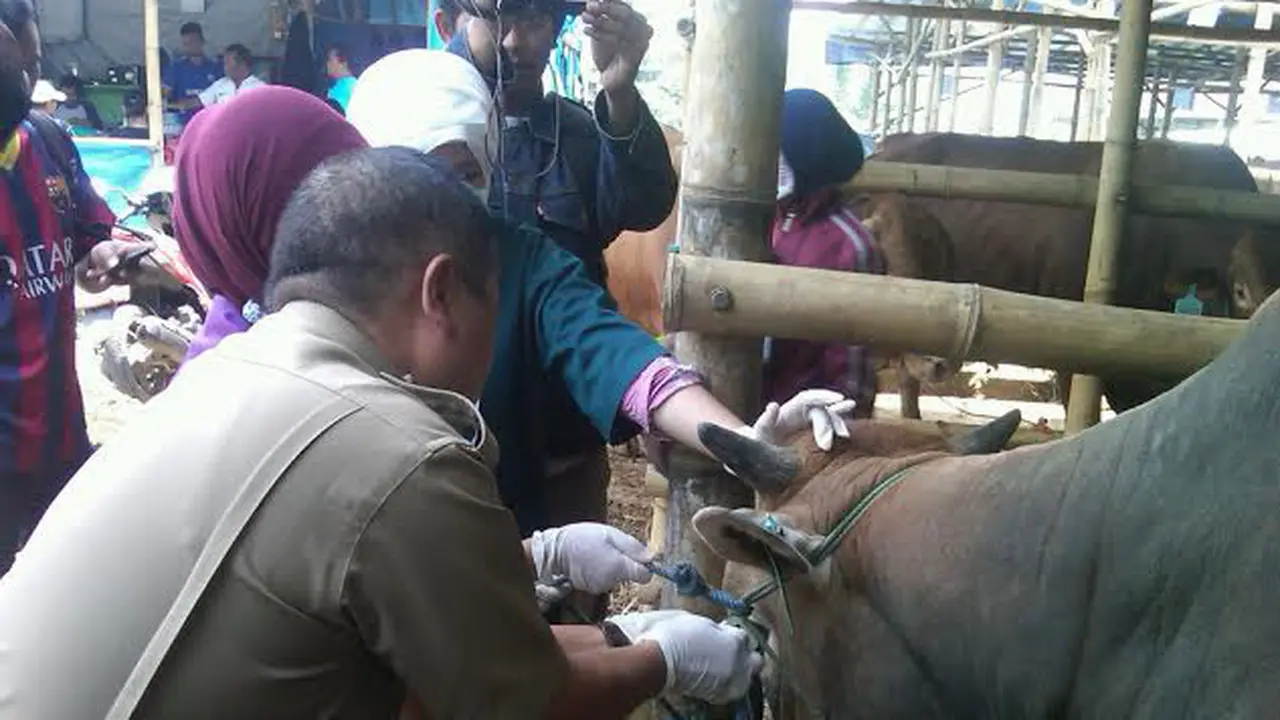 Pemkot Bogor Jamin Hewan Kurban Bebas Anthraks   