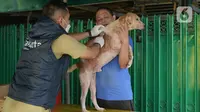 Petugas menyuntikkan vaksin rabies pada seekor anjing peliharaan warga di kelurahan Bukit Duri, Jakarta, Selasa (24/8/2021). Dinas Ketahanan Pangan, Kelautan, dan Pertanian (KPKP) memberikan vaksinasi rabies bagi hewan peliharaan warga untuk mengantisipasi penyakit rabies. (merdeka.com/Imam Buhori)