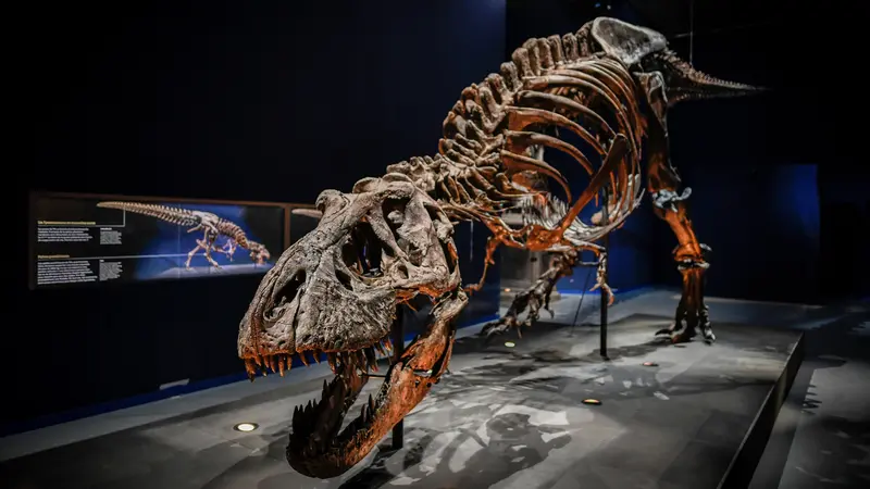 Bentuk Asli Kerangka Tyrannosaurus Rex