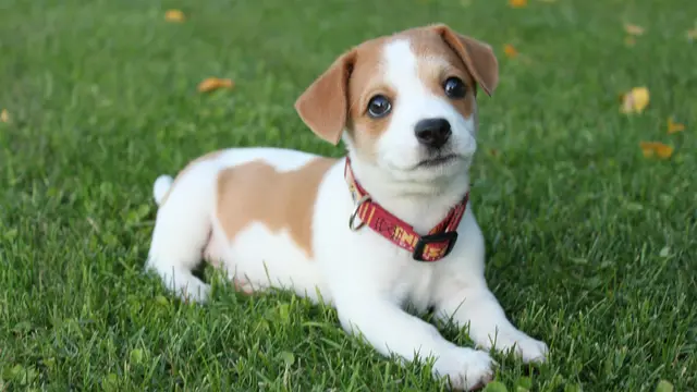Jack Russell Terrier