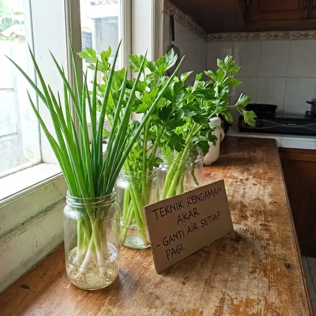 Menyimpan daun bawang dan seledri dengan merendam akar di botol (Gemini AI)