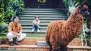 Bertemu pertama kali di Lembang Park Zoo, Irfan Hakim mengaku ingin mengadopsi Alpaca. Suami Della Sabrina Indah Putri ini juga mengaku sudah lama ingin memelihara hewan tersebut karena rasa kekagumannya. Kini, ia pun berhasil membawa Poka ke rumahnya. (Liputan6.com/IG/@irfanhakim75)