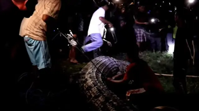 6 Tahun Terjerat, Ini 6 Momen Buaya Berkalung Ban di Palu Akhirnya Berhasil Dilepas
